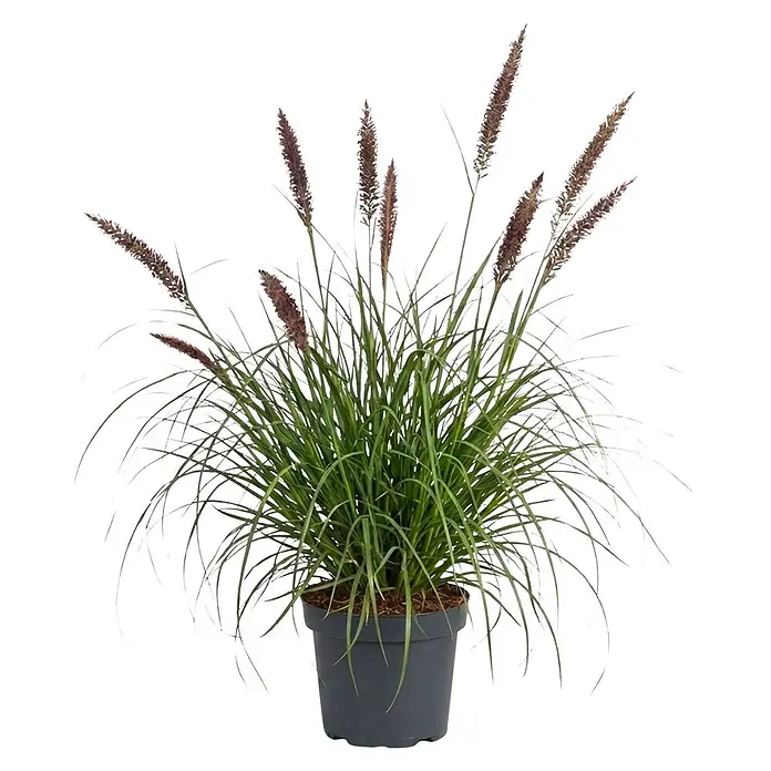 Ziergras - Pennisetum alopecuroides 'Black Beauty', Topfgröße: 19 cm - Üppiges grünes Ziergras mit braunen Blütenähren in einem dunkelgrauen Topf.