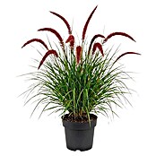 Piardino Ziergras (Pennisetum alopecuroides 'Red Heat', Topfgröße: 19 cm) | BAUHAUS
