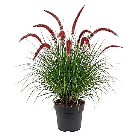 Piardino Ziergras (Pennisetum alopecuroides 'Red Heat', Topfgröße: 19 cm)