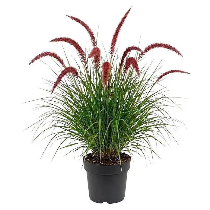 Piardino Ziergras - Pennisetum alopecuroides 'Red Heat', Topfgröße: 19 cm - Topf-Ziergras mit grünen Blättern und rot-violetten, fedrigen Blütenrispen in einem dunklen Topf.