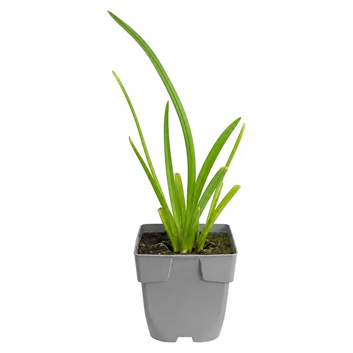 Piardino Kaffernlilie - Schizostylis coccinea Major, Topfgröße: 9 cm - Eine leuchtend grüne Pflanze mit langen, dünnen Blättern in einem einfachen grauen quadratischen Topf.