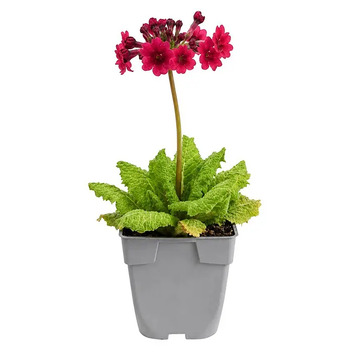 Piardino Japan-Primel - Primula japonica, Topfgröße: 9 cm - Topfpflanze mit leuchtend grünen, gekräuselten Blättern, hohem Stiel und fuchsiafarbenen Blüten in grauem Topf.
