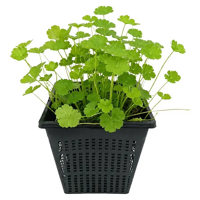 Piardino Wassernabel - Hydrocotyle vulgaris, Topfgröße: 9 cm - Grüne Wasserpflanze mit runden Blättern in einem schwarzen, perforierten Kunststofftopf.