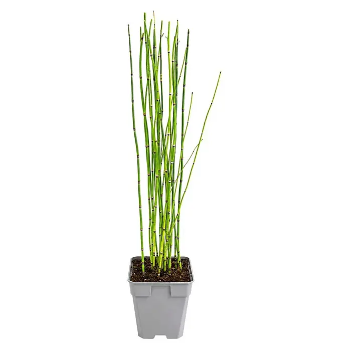 Piardino Schachtelhalm - Equisetum hyemale, Topfgröße: 11 cm - Grüne Pflanzenstängel in einem hellgrauen, rechteckigen Topf mit dunkler Erde.
