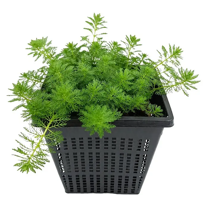 Piardino Tausendblatt - Myriophyllum sp. Guyana, Topfgröße: 9 cm - Grüne, gefiederte Wasserpflanze in einem schwarzen, perforierten Kunststoff-Teichkorb.