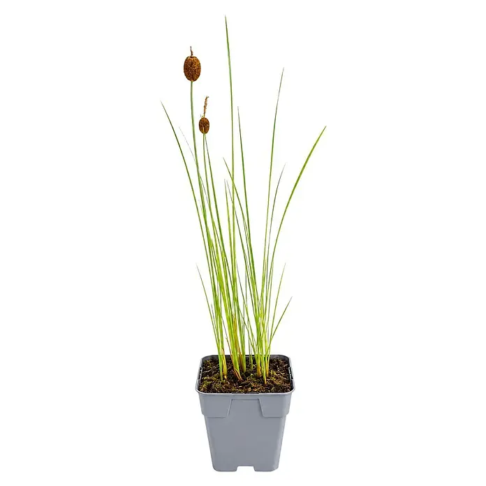 Piardino Wasserpflanzen-Set Flachwassermatrosen - 5 -tlg., Alisma plantago-aquatica, Butomus umbellatus, Geum rivale, Iris versicolor, Typha minima - Topfpflanze mit hohen grünen Halmen und zwei braunen kugeligen Samenköpfen, in einem grauen Topf.