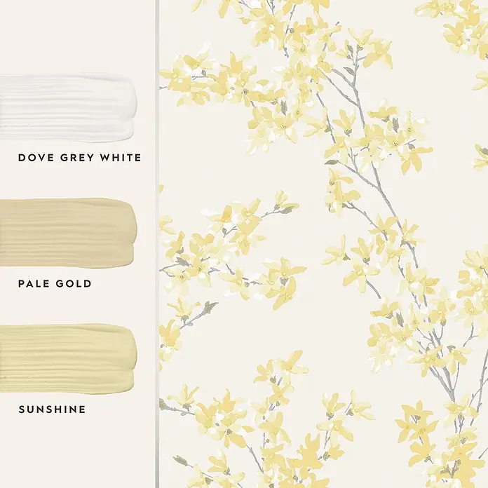 Laura Ashley Vliestapete Vliestapete Forstyhia Blumen - Gelb, Floral - Farbmuster in Taubengrauweiß, Blassgold und Sonnengelb, mit gelbem Blumenmuster und grauen Zweigen.