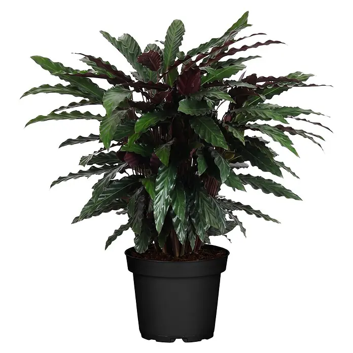 Piardino Korbmarante - Calathea rufibarba, Topfgröße: 27 cm - Calathea Rufibarba Pflanze mit langen, gewellten grünen Blättern und dunklen Unterseiten in einem schwarzen Topf.