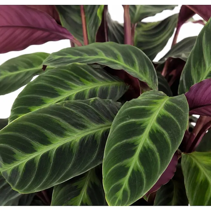 Piardino Korbmarante - Calathea Warscewiczii, Topfgröße: 27 cm - Lebhafte Calathea-Pflanze mit dunkelgrünen Blättern, hellgrünen Mustern und auffälligen violetten Unterseiten.