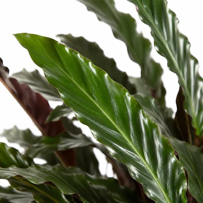 Piardino Korbmarante - Calathea rufibarba, Topfgröße: 27 cm - Nahaufnahme einer Pflanze mit gewellten, dunkelgrünen, glänzenden Blättern und rötlichen Unterseiten.