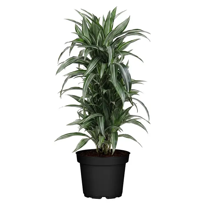 Piardino Drachenbaum verzweigt - Dracaena fragrans 'Warneckii', Topfgröße: 26 cm, Grün/Weiß/Silber - Üppige grün-weiß panaschierte Zimmerpflanze in einem schwarzen Kunststofftopf.
