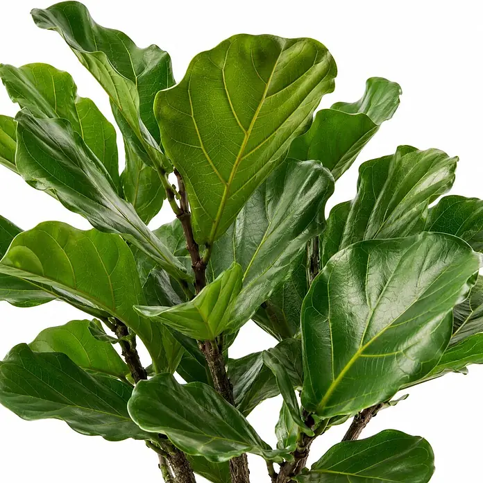 Piardino Geigenfeige Stamm - Ficus lyrata, Topfgröße: 30 cm - Geigenfeigenpflanze mit großen, dunkelgrünen Blättern und braunen Stielen.