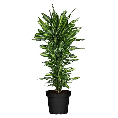 Piardino  Drachenbaum mit 2 Tuff