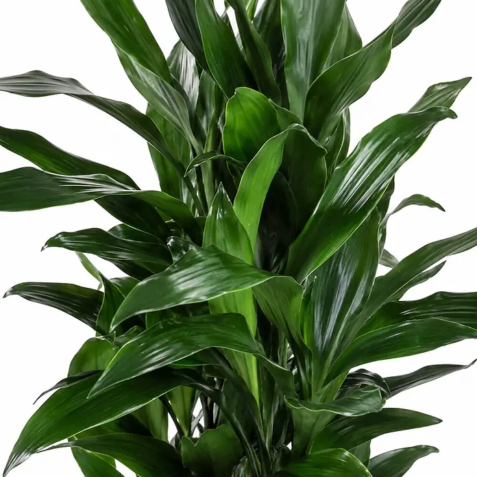 Piardino Drachenbaum 'Janet Craig' - Dracaena fragrans 'Janet Craig', Dunkelgrün - Üppige, dunkelgrüne Pflanze mit breiten, glänzenden Blättern.