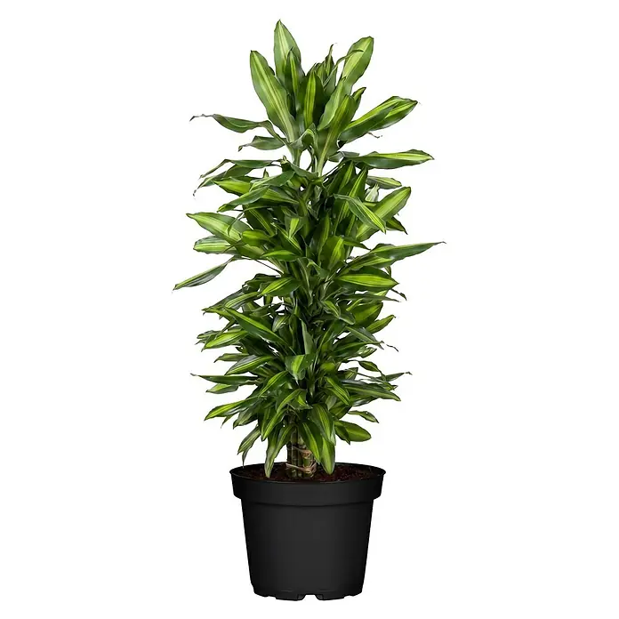 Piardino Drachenbaum verzweigt - Dracaena fragans Cintho, Topfgröße: 27 cm, Grün/Gelb - Hohe Topfpflanze mit grün-gelb panaschierten Blättern in einem schwarzen Topf.