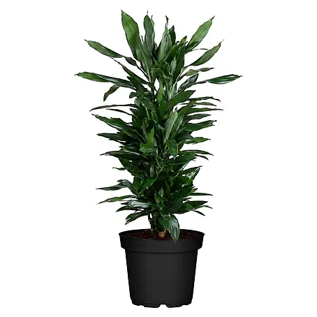Piardino  Drachenbaum 'Janet Craig'