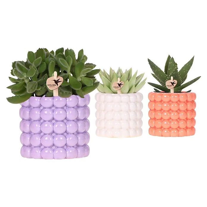 Piardino Sukkulenten in Poppy Keramik - Sortenabhängig, Topfgröße: 9 cm - Drei Sukkulenten in strukturierten Keramiktöpfen mit Bläschen-Design: lila, weiß, orange, mit 'Kolibri Greens' Etiketten.