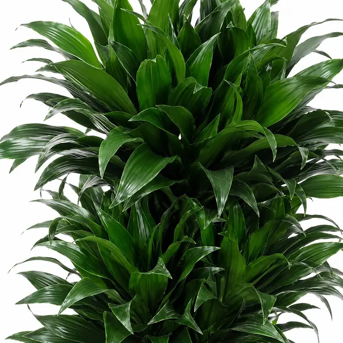 Piardino Drachenbaum verzweigt - Dracaena fragrans 'Compacta', Topfgröße: 27 cm, Dunkelgrün - Üppige grüne Pflanze mit vielen breiten, dunkelgrünen Blättern.