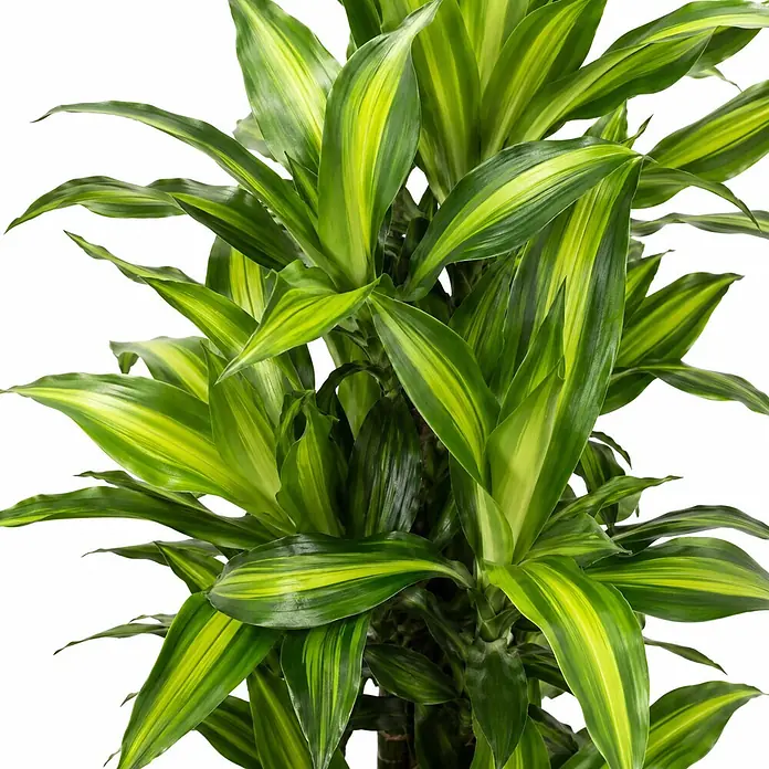 Piardino Drachenbaum verzweigt - Dracaena fragans Cintho, Topfgröße: 27 cm, Grün/Gelb - Eine lebendige Zimmerpflanze mit breiten, panaschierten grün-gelben Blättern.