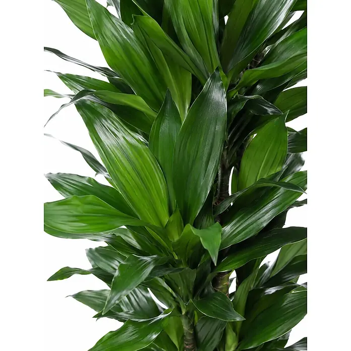 Piardino Drachenbaum - Dracaena fragrans 'Janet Craig', Topfgröße: 30 cm, Dunkelgrün - Üppige grüne Zimmerpflanze mit glänzenden, länglichen Blättern und sichtbaren braunen Stielen.