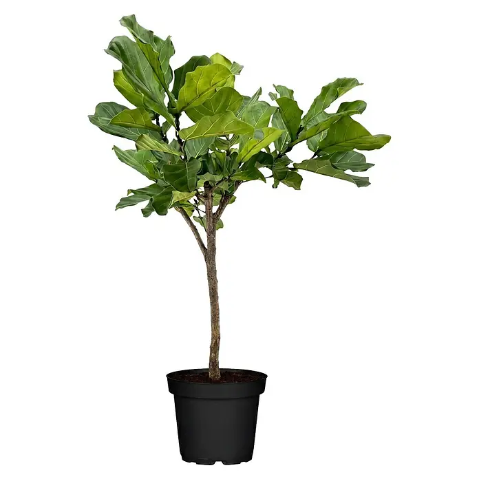 Piardino Geigenfeige Stamm - Ficus lyrata, Topfgröße: 30 cm - Topf-Geigenfeige mit grünen Blättern und braunem Stamm in einem schwarzen Topf.
