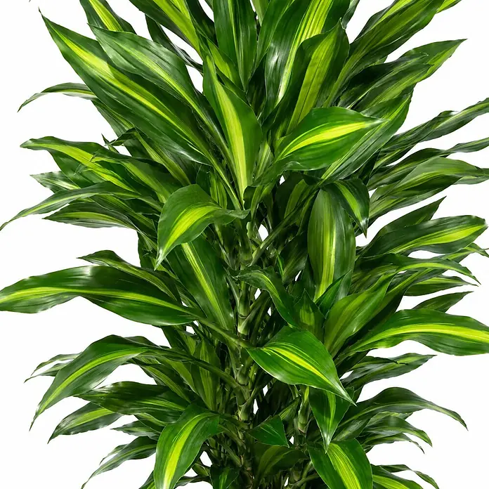 Piardino Drachenbaum mit 2 Tuff - Dracaena fragrans 'Massangeana', Topfgröße: 30 cm, Grün/Gelb - Lebhaft grüne und gelb-buntblättrige Pflanzenblätter, dicht und üppig.