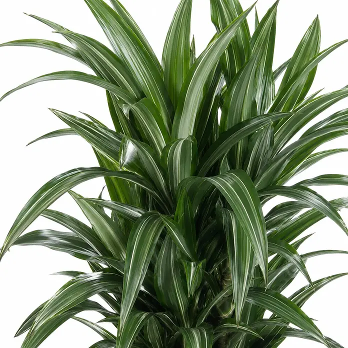 Piardino Drachenbaum verzweigt - Dracaena fragrans 'Warneckii', Topfgröße: 26 cm, Grün/Weiß/Silber - Üppige grüne Pflanze mit langen, spitzen Blättern, teils mit weißen Streifen.