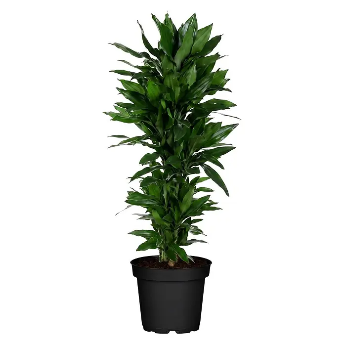 Piardino Drachenbaum - Dracaena fragrans 'Janet Craig', Topfgröße: 30 cm, Dunkelgrün - Üppige grüne Blattpflanze in einem schwarzen Topf.