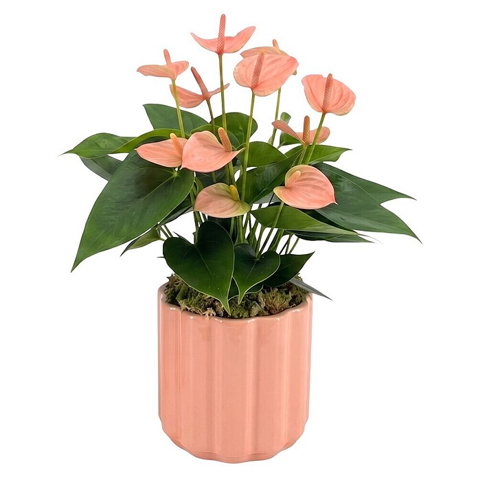 Piardino Flamingoblume (Anthurium andreanum 11, in Keramik Monza) | BAUHAUS