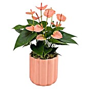 Piardino Flamingoblume (Anthurium andreanum 11, in Keramik Monza) | BAUHAUS