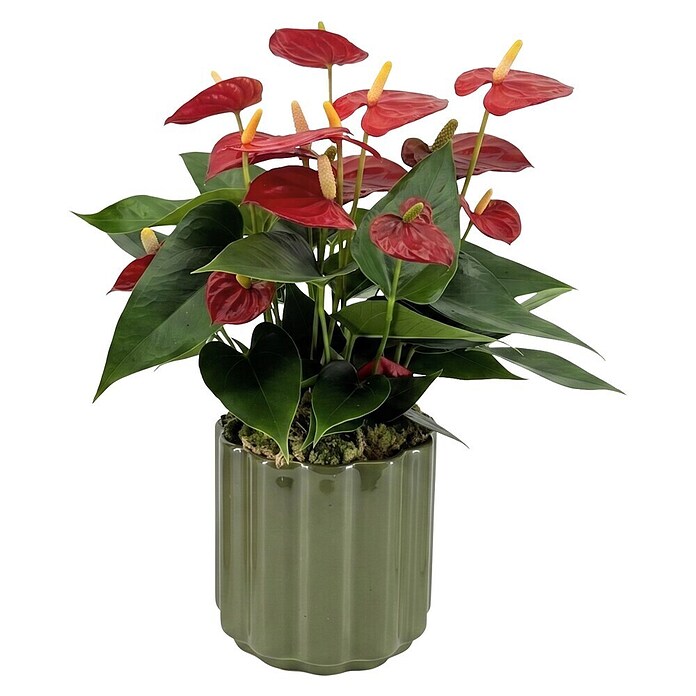 Piardino Flamingoblume (Anthurium andreanum 11, in Keramik Monza) | BAUHAUS