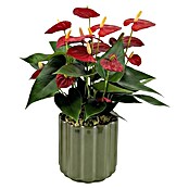 Piardino Flamingoblume (Anthurium andreanum 11, in Keramik Monza) | BAUHAUS
