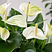 Piardino Flamingoblume (Anthurium andreanum 11, in Keramik Monza) | BAUHAUS