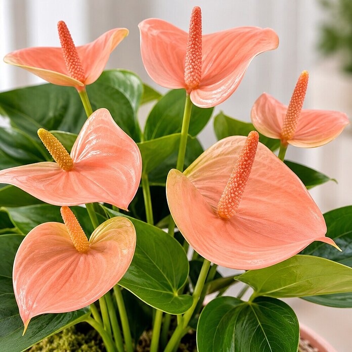 Piardino Flamingoblume (Anthurium andreanum 11, in Keramik Monza) | BAUHAUS