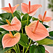 Piardino Flamingoblume (Anthurium andreanum 11, in Keramik Monza) | BAUHAUS