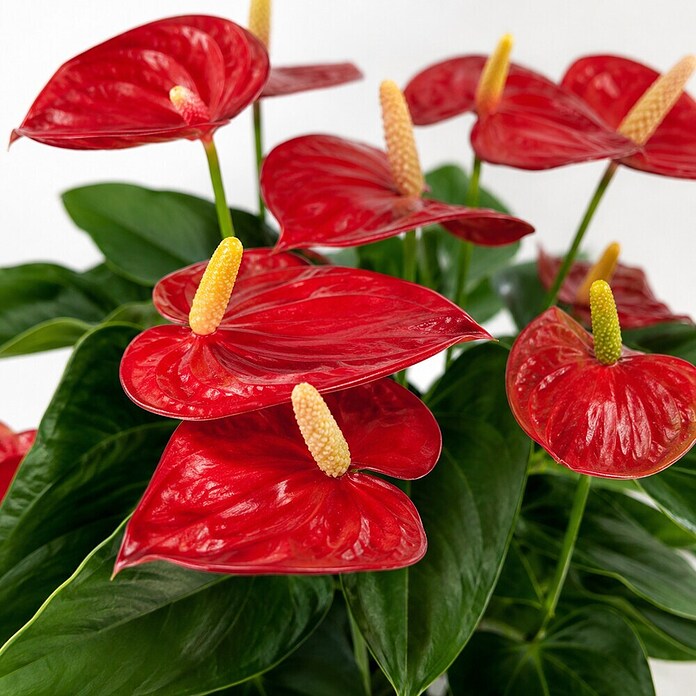 Piardino Flamingoblume (Anthurium andreanum 11, in Keramik Monza) | BAUHAUS