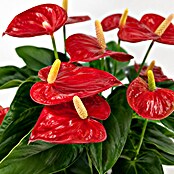 Piardino Flamingoblume (Anthurium andreanum 11, in Keramik Monza) | BAUHAUS