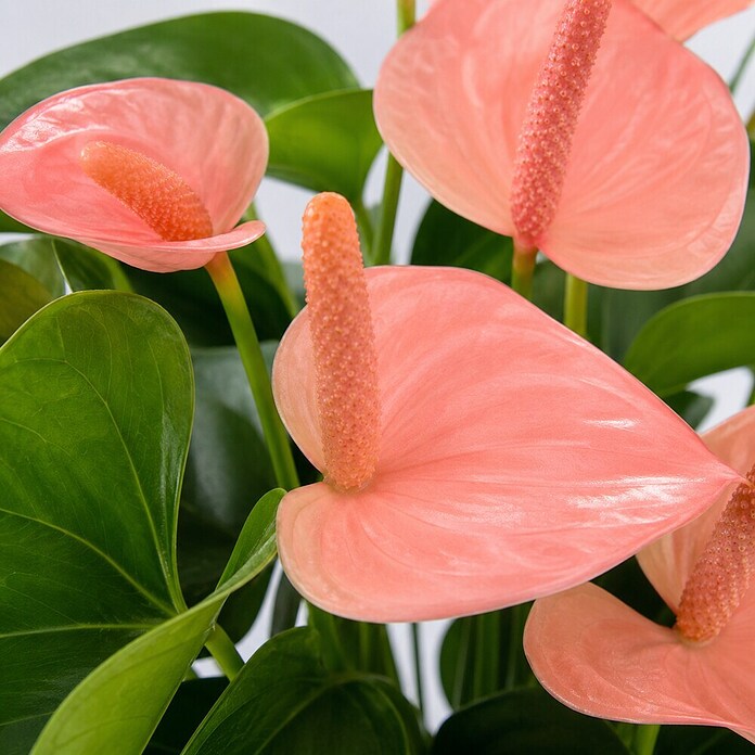 Piardino Flamingoblume (Anthurium andreanum 11, in Keramik Monza) | BAUHAUS