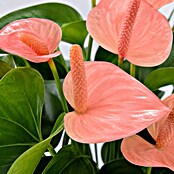 Piardino Flamingoblume (Anthurium andreanum 11, in Keramik Monza) | BAUHAUS