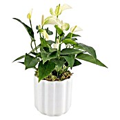 Piardino Flamingoblume (Anthurium andreanum 11, in Keramik Monza) | BAUHAUS