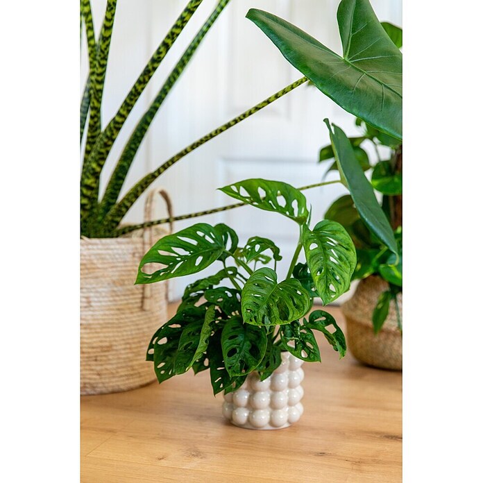 Piardino Fensterblatt (Monstera adansonii, Topfgröße: 11 cm) | BAUHAUS