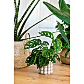 Piardino Fensterblatt (Monstera adansonii, Topfgröße: 11 cm) | BAUHAUS