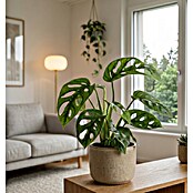 Piardino Fensterblatt (Monstera adansonii, Topfgröße: 11 cm) | BAUHAUS