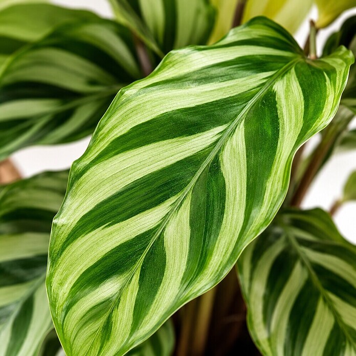 Piardino Calathea (Calathea Hybriden 11 Freddy) | BAUHAUS