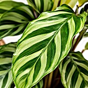 Piardino Calathea (Calathea Hybriden 11 Freddy) | BAUHAUS
