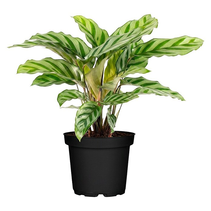 Piardino Calathea (Calathea Hybriden 11 Freddy) | BAUHAUS