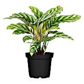 Piardino Calathea (Calathea Hybriden 11 Freddy) | BAUHAUS