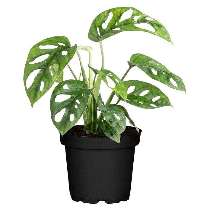 Piardino Fensterblatt (Monstera adansonii, Topfgröße: 11 cm) | BAUHAUS