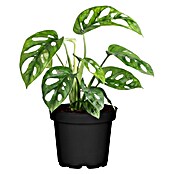 Piardino Fensterblatt (Monstera adansonii, Topfgröße: 11 cm) | BAUHAUS