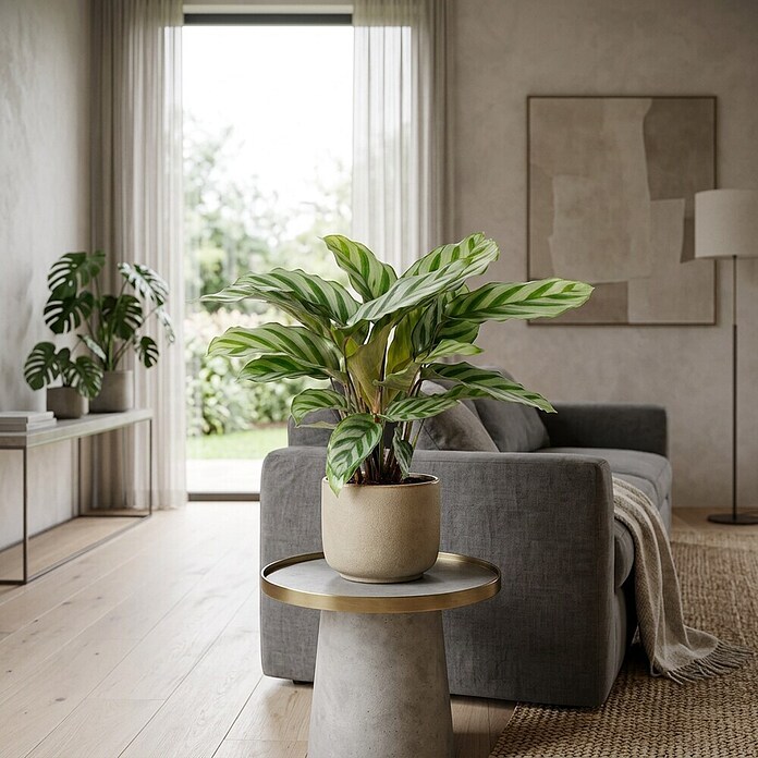 Piardino Calathea (Calathea Hybriden 11 Freddy) | BAUHAUS